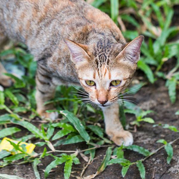 Kucing