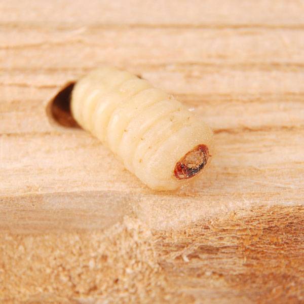 Kumbang Kayu